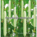 Chinese Hybrid F1 Organic Sweet Success Cucumber Seeds